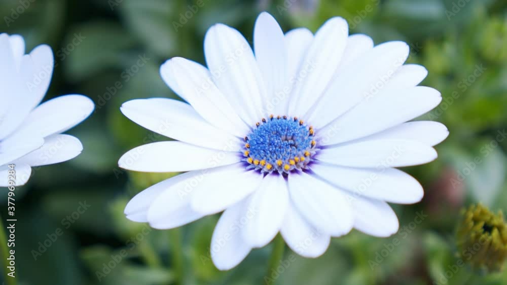 close up shot of colorful daisy flower in botanical garden, paston color daisy close up shot of colorful daisy flower in botanical garden, paston color daisy