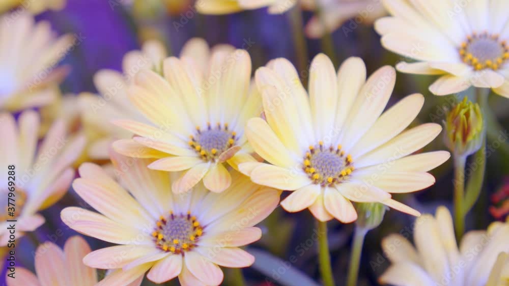 close up shot of colorful daisy flower in botanical garden, paston color daisy close up shot of colorful daisy flower in botanical garden, paston color daisy