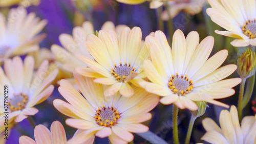 close up shot of colorful daisy flower in botanical garden, paston color daisy photo