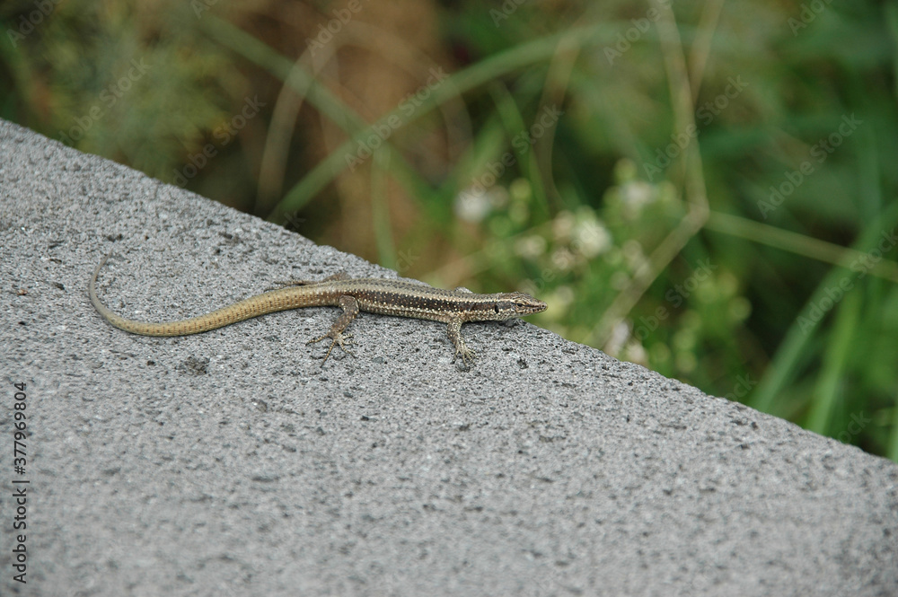 Lizard on a rock at Madeira Island Lizard on a rock at Madeira Island
