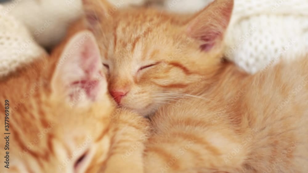 two ginger cats sleep on knitted white blanket. present at home pets, christmas concept two ginger cats sleep on knitted white blanket. present at home pets, christmas concept