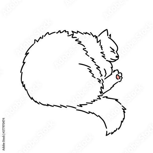 Drawing of a cute sleeping cat curled up in a ball. Black and white illustration of an animal. Paw with a pink pad. Realistic image of an animal. Stock vector illustration. Linear style. Furry animal