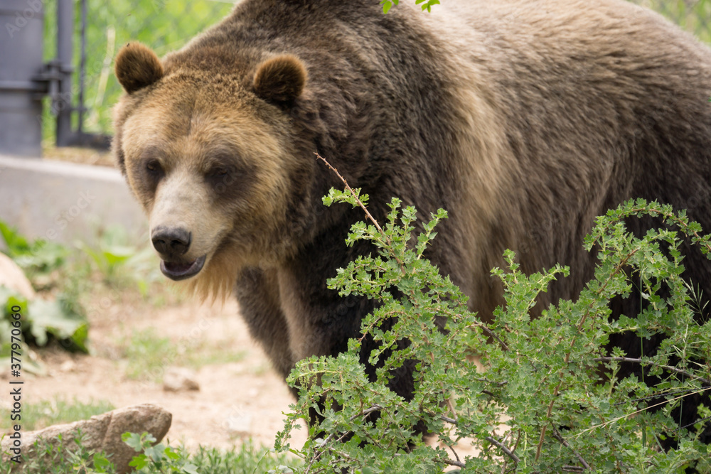 Fototapeta premium bear
