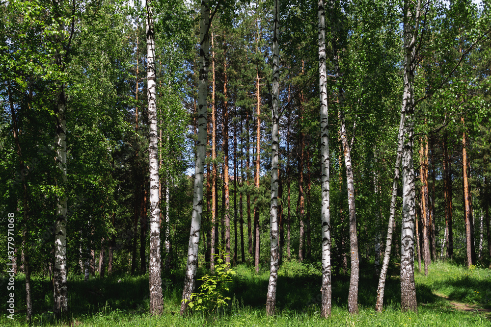 Naklejka premium birch forest in spring time, sunny warm weather