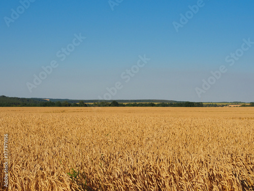 Wheat field, blue sky, clouds, green forest. Copy space for text.