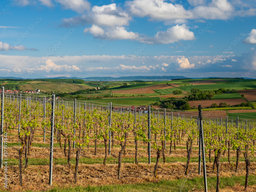 Fototapeta premium Landschaft und Weinberge bei Wipfeld, Landkreis Schweinfurt, Unterfranken, Franken, Bayern, Deutschland
