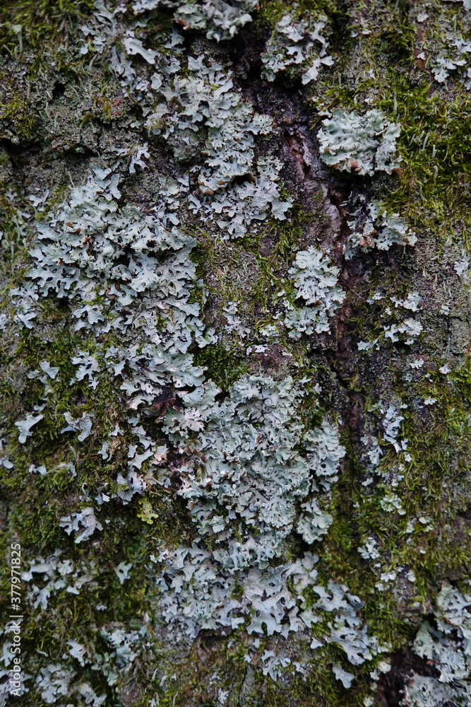 Embossed texture of brown tree bark with green moss and lichen on it.Background tree Embossed texture of brown tree bark with green moss and lichen on it.Background tree