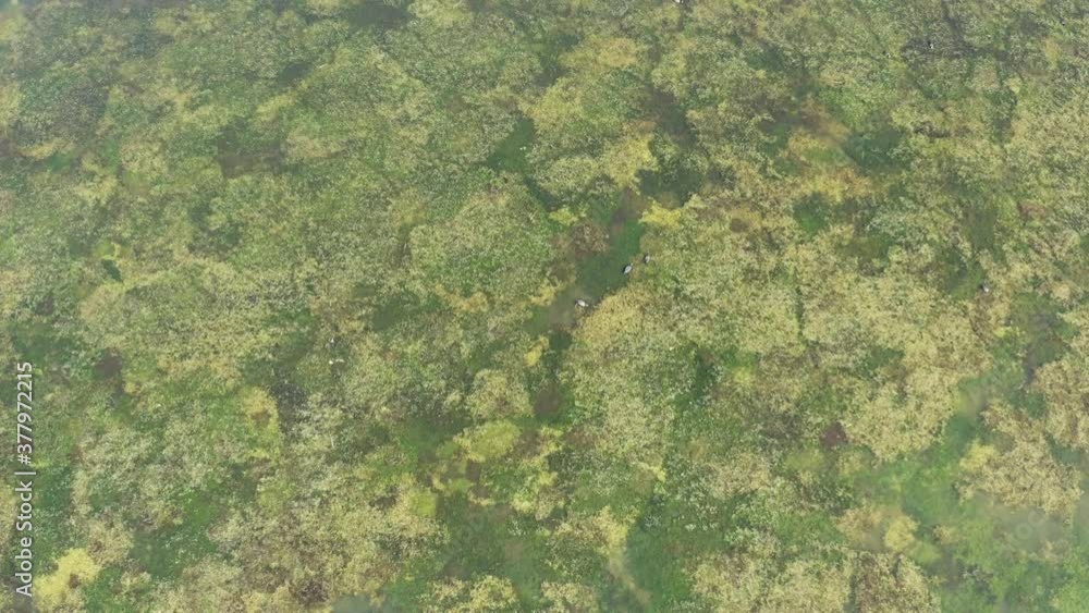 aerial video of water birds looking for food in Trasimeno lake aerial video of water birds looking for food in Trasimeno lake