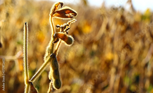 Soybean fields. Ripe yellow soybean pods at sunrise. Blurred background. The concept of a good harvest. Macro © Stepanych