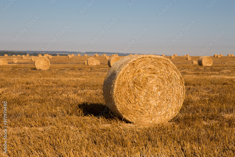 Yellow field with many hay rolls under the blue sky. No people