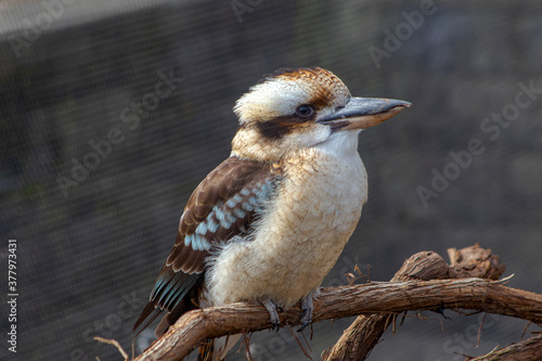 Kookaburra bird on a perch relaxing on a sunny day.