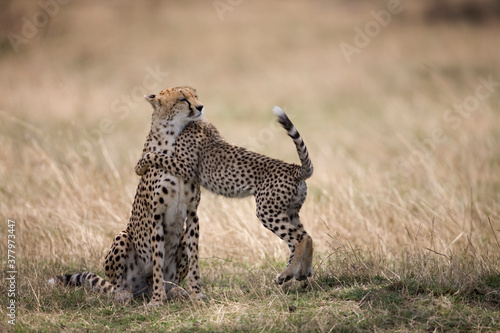 Cheetah Cub and Mother, Masai Mara Game Reserve, Kenya
