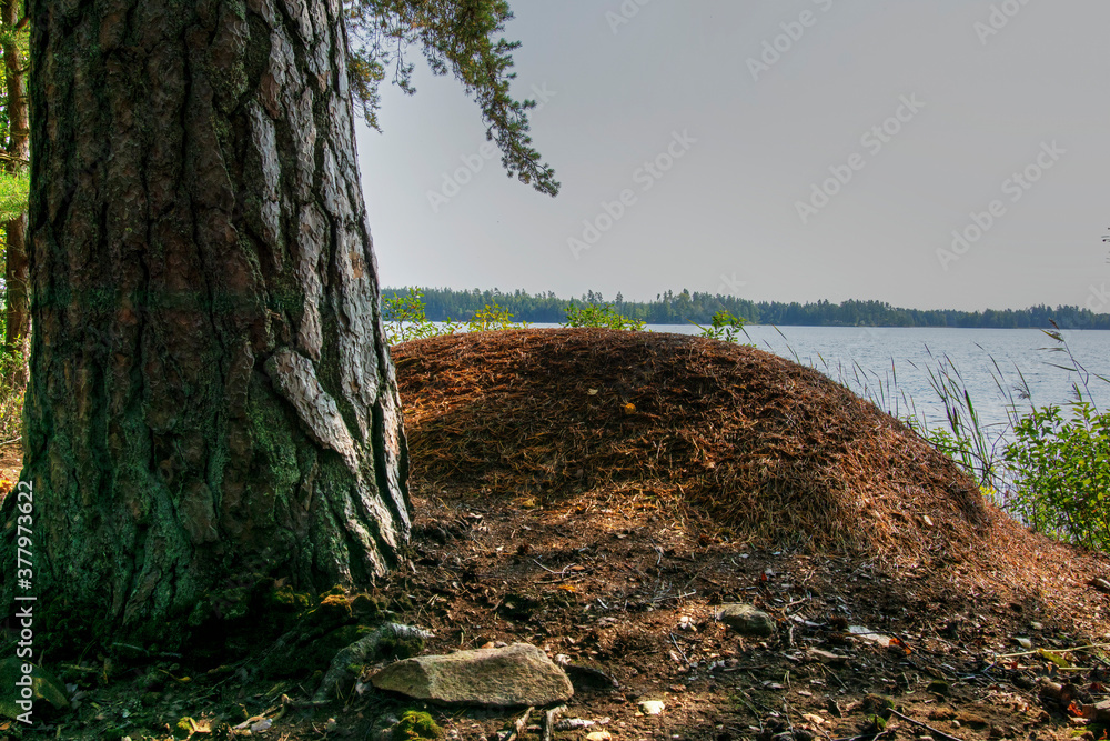 Fototapeta premium tree in the woods