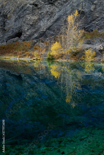 Yellow Aspen leaves reflected in the Indigo blue waters of Grassi Lakes