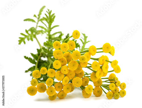 Common Tansy (Tanacetum vulgare) photo