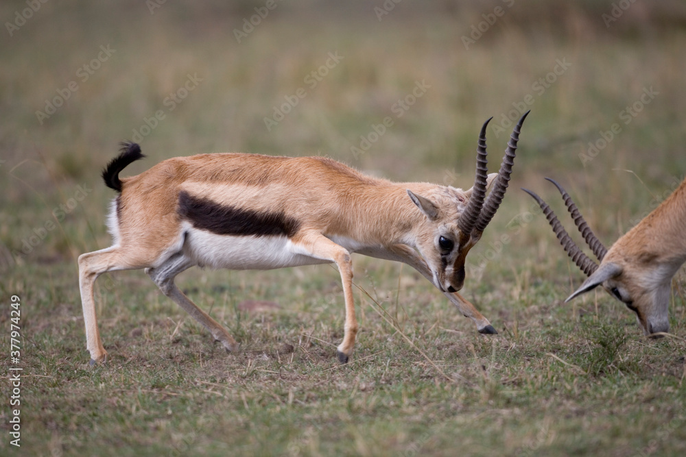 Thomson Gazelle Fight, Masai Mara Game Reserve Thomson Gazelle Fight, Masai Mara Game Reserve