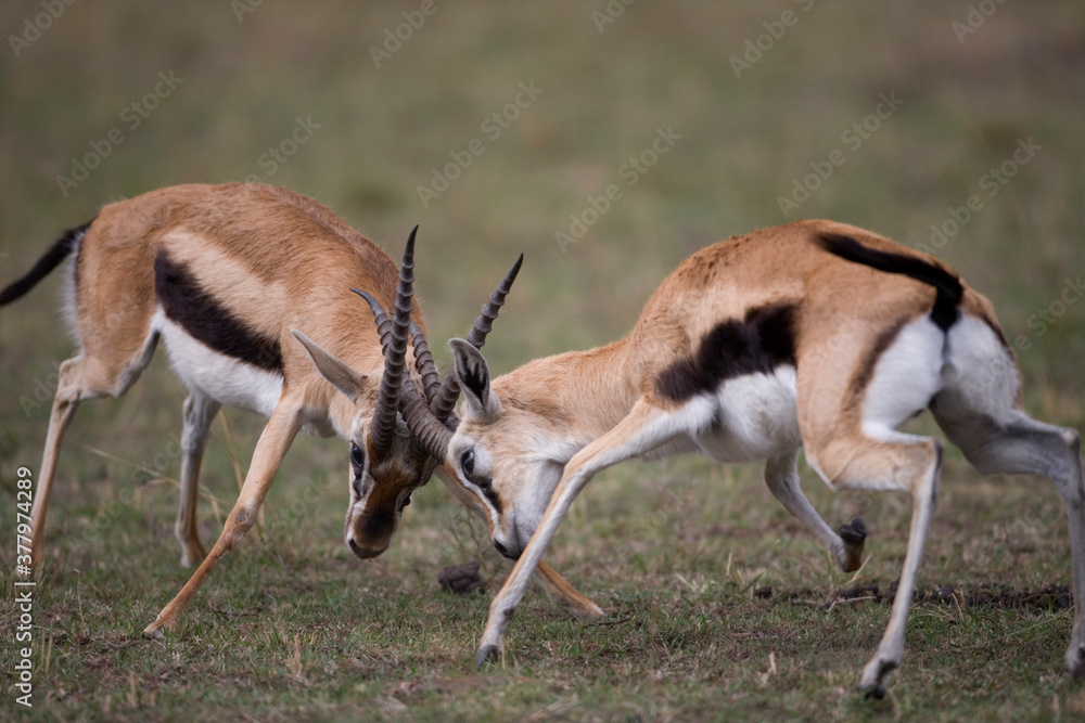 Thomson Gazelle Fight, Masai Mara Game Reserve Thomson Gazelle Fight, Masai Mara Game Reserve