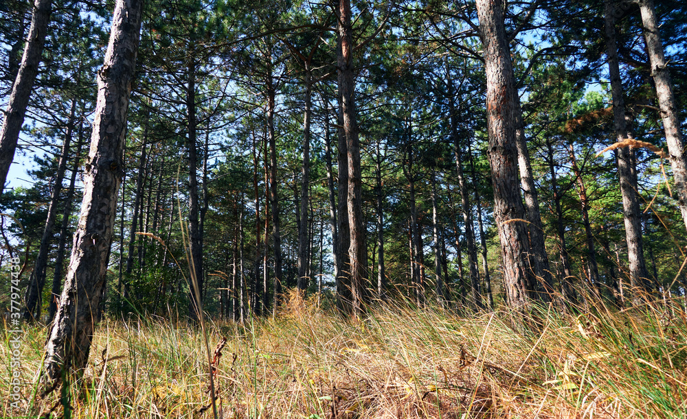 forest on a bright day - beautiful autumn landscape and wildlife forest on a bright day - beautiful autumn landscape and wildlife