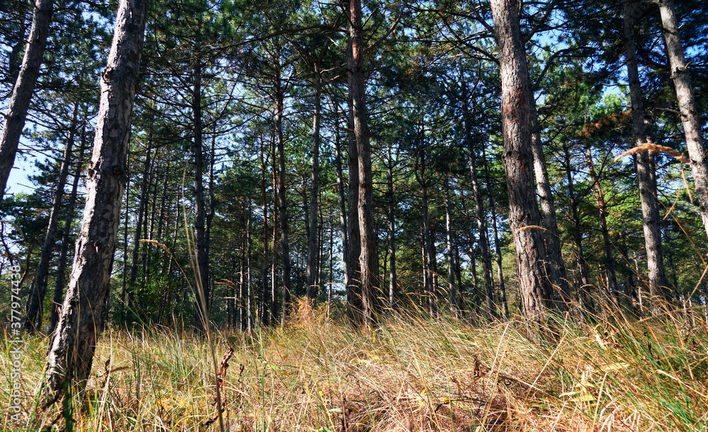 forest on a bright day - beautiful autumn landscape and wildlife