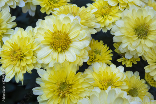 Garden Chrysanthemums