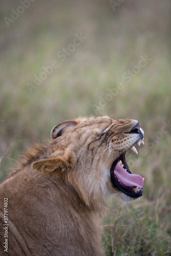 Lion Yawning in Rain  Masai Mara Game Reserve  Kenya