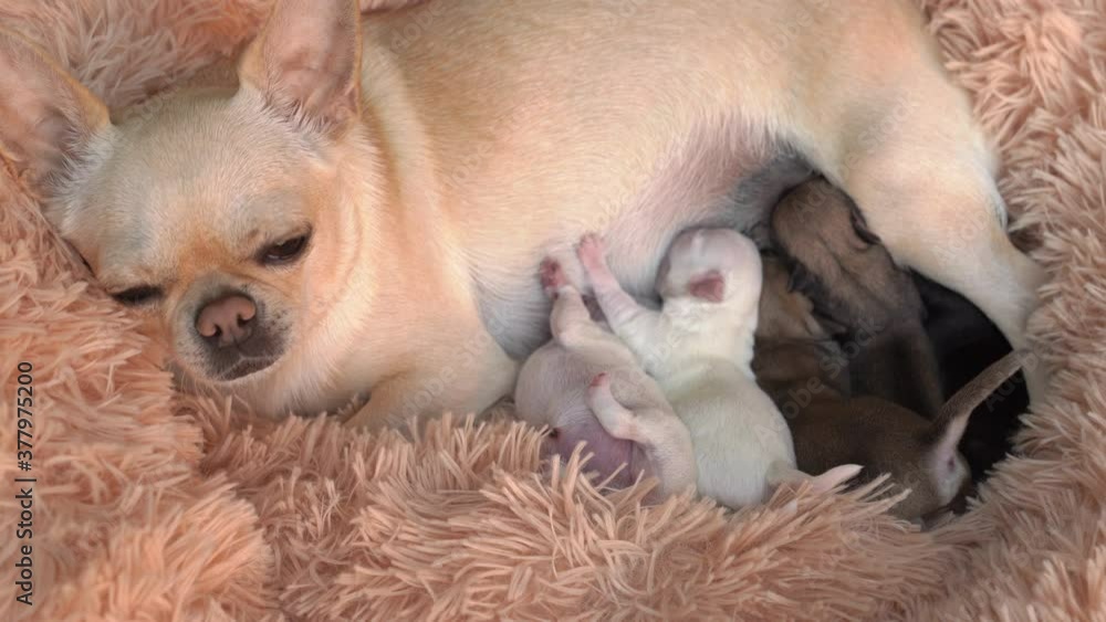 mom dog Chihuahua feed tiny newborn puppies breast milk. breeding purebred dogs. mom dog Chihuahua feed tiny newborn puppies breast milk. breeding purebred dogs.