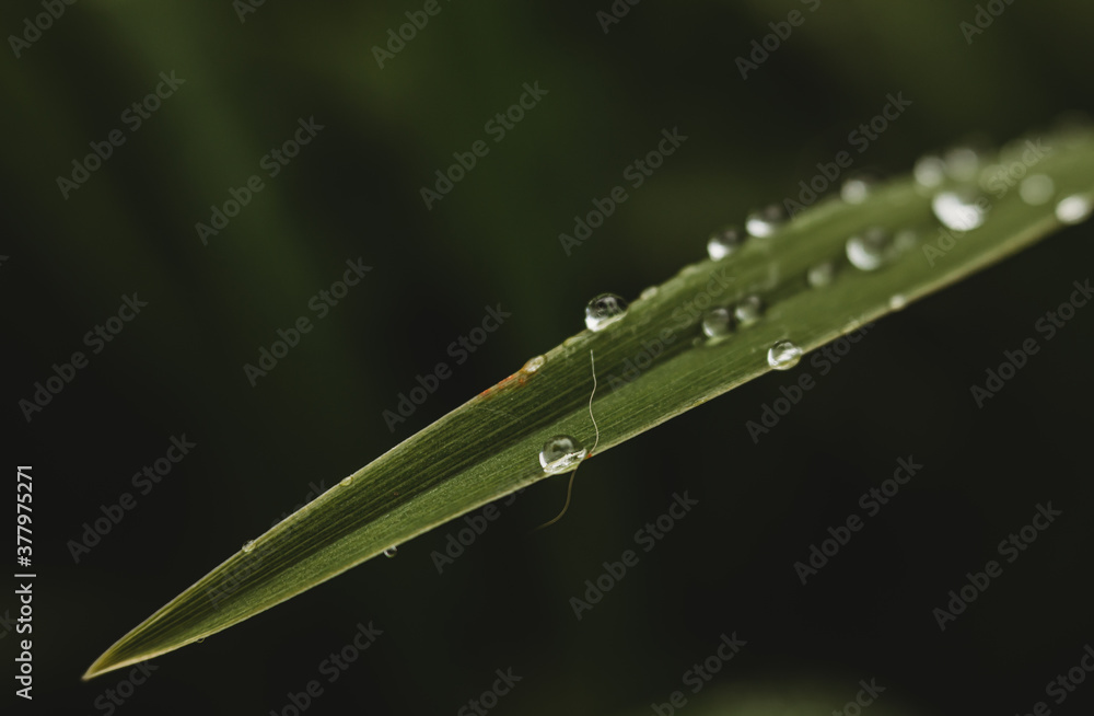 Obraz premium dew on grass up close