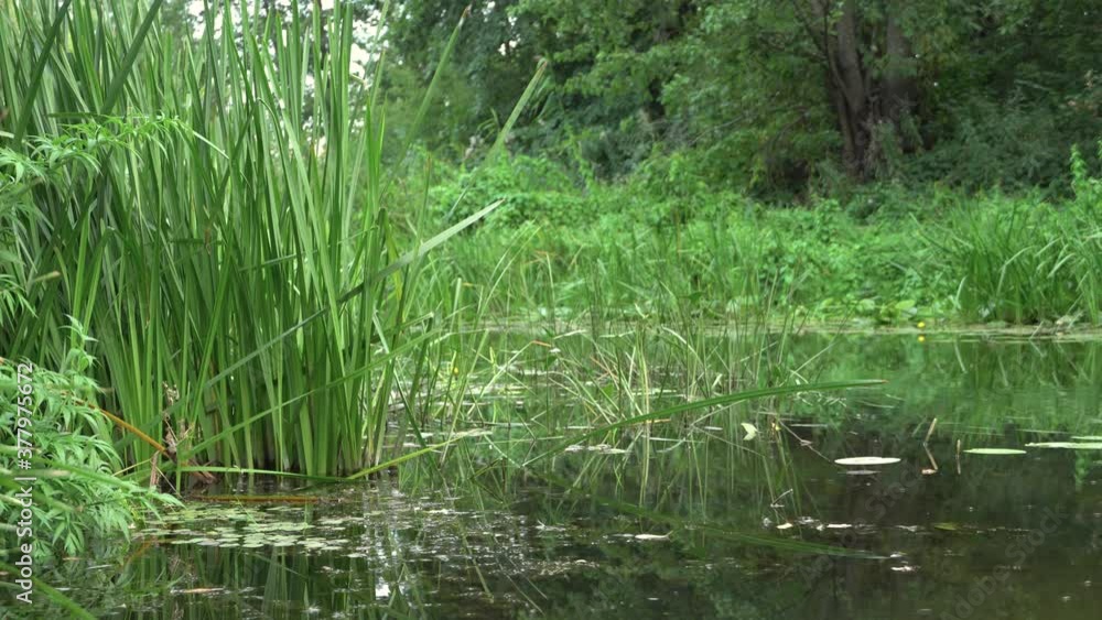 Grass in aqua with relaxing water flowing in the river. Green water plants in a stream, 4K B-roll Footage Grass in aqua with relaxing water flowing in the river. Green water plants in a stream, 4K B-roll Footage