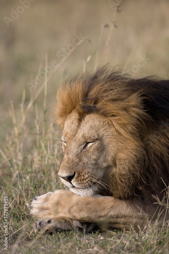 Sleeping Male Lion  Masai Mara Game Reserve  Kenya