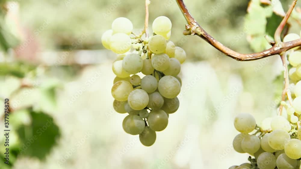Grapes for making white wine in vineyard close-up. Grapes Harvest in Italy. B-roll footage. Grapes for making white wine in vineyard close-up. Grapes Harvest in Italy. B-roll footage.