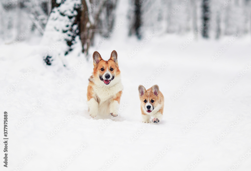 two cheerful dog red Corgi with their puppy run merrily through the white snow in the winter Park
