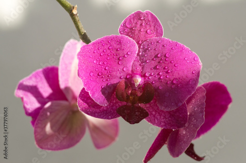 Close-up view of purple orchid flowers