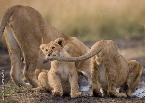 Lion Cubs  Masai Mara Game Reserve  Kenya