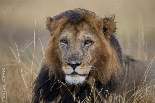 Fototapeta Naklejka Na Ścianę i Meble -  Lion in Rain, Masai Mara Game Reserve, Kenya