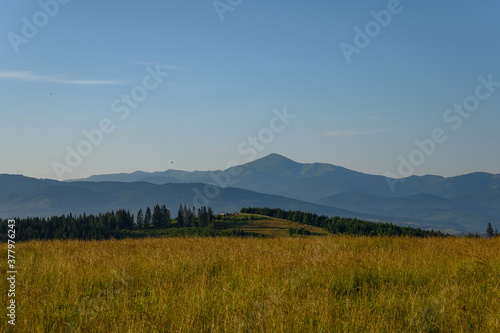Carpathian mountains summer sunset landscape with sun and alpine pines