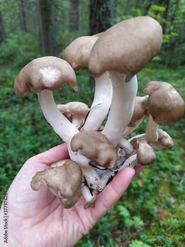 Mushroom bush twisted gray ryadovka photo