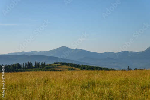 Carpathian mountains summer sunset landscape with sun and alpine pines © SERG