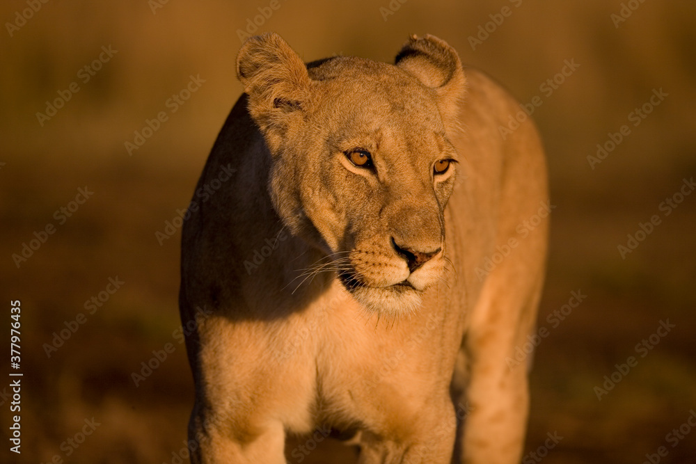 Obraz premium Lioness at Sunrise, Masai Mara Game Reserve, Kenya