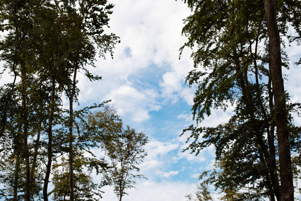 Looking to the sky from a forest. Looking to the sky from a forest.