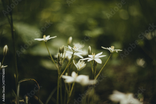 flowers in the meadow