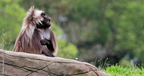 Gelada, Theropithecus gelada, resting on rocks with tree background making funny faces.