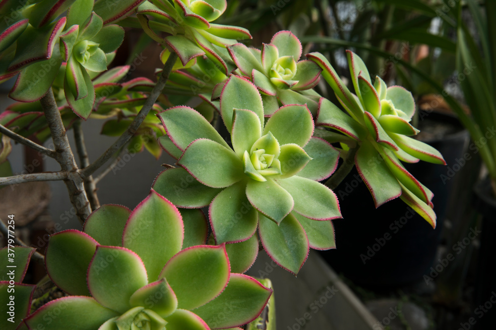 Succulent plants. Closeup view of an Aeonium haworthii Kiwi, beautiful rosettes of green leaves with pink edges. Succulent plants. Closeup view of an Aeonium haworthii Kiwi, beautiful rosettes of green leaves with pink edges.