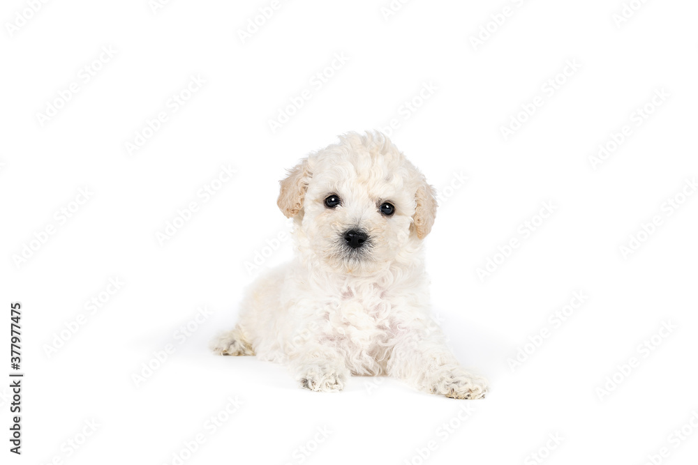 Small miniature toy poodle with white curly fur against white background Small miniature toy poodle with white curly fur against white background