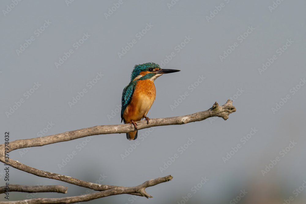 Common Kingfisher ( Alcedo atthis ) sitting on a branch Common Kingfisher ( Alcedo atthis ) sitting on a branch