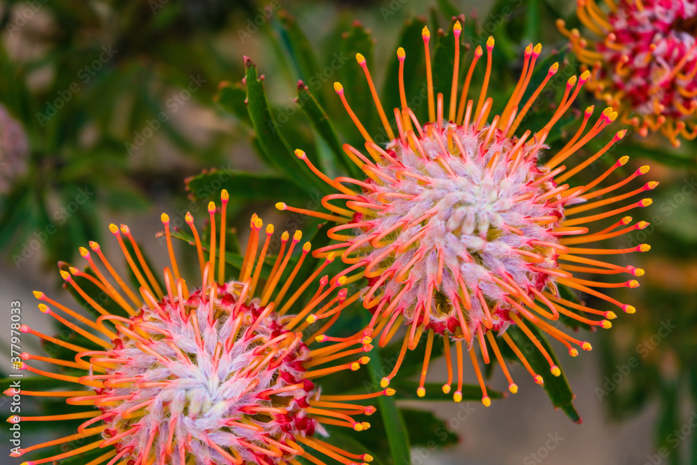 Protea plant with red and orange flowers, South Africa Protea plant with red and orange flowers, South Africa