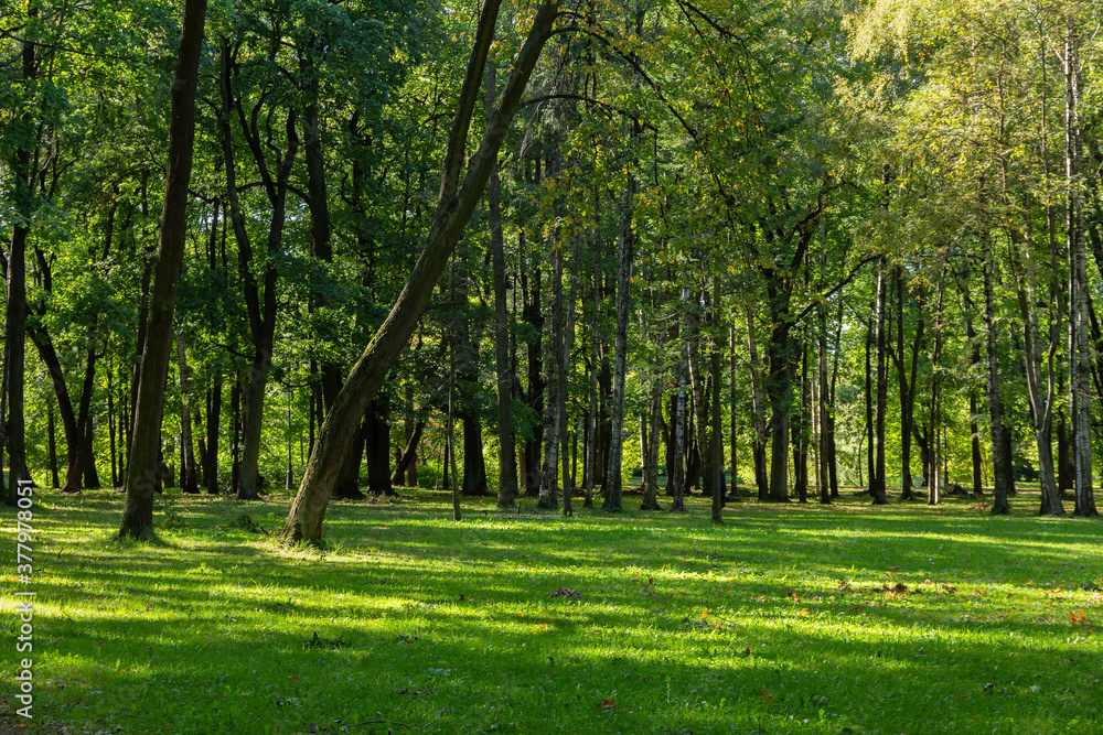 Beautiful quiet green park with tall trees and trimmed grass on the lawn