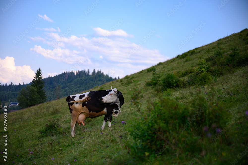  landscape with cows. Beautiful idyllic  
