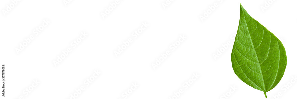 Obraz premium Green leaf of adzuki beans plant isolated on white background