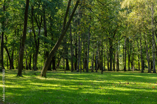 Beautiful quiet green park with tall trees and trimmed grass on the lawn © akintevs