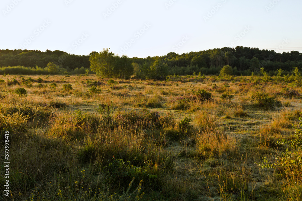 long grass and heath-land on common land